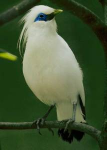 Burung Jalak Bali, Si Cantik Dari Taman Nasional Bali B